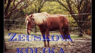 Páteční hororový den- vlog od koní Zeusek