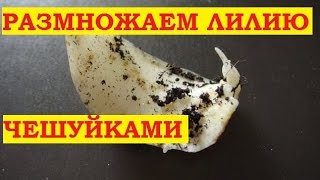 Размножение лилии чешуйками! Делаем это весной.