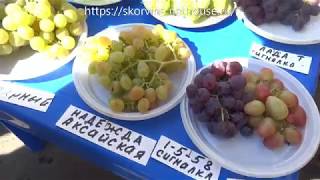 Сорта винограда  Выставка в Новочеркасске 2018.