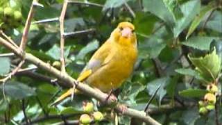 φλωρος Carduelis chloris