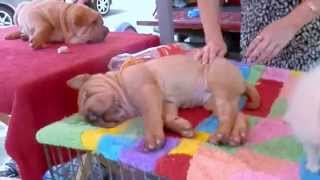 ТАЙСКИЙ МАССАЖ для ШАРПЕЯ. นวดแผนไทยสำหรับ Shar Pei- Odessa.