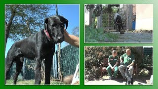 Hundevermittlung - April/Mai 2019 (Tierheim Hannover TV)