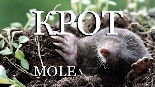 Крот — Mole
