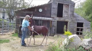 Training A Horse To Accept Hose Or Fly Spray