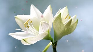?МУЗЫКА ЦВЕТОВ.?Очень Красивая Музыка для Души!!!?
