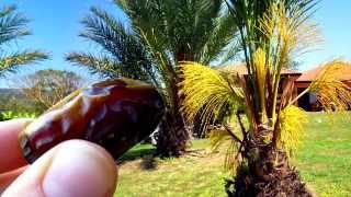 *Plant Medjool Date Palm Trees*  +Phoenix dactylifera+Date Palm+
