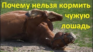 Не угощайте чужих лошадей!