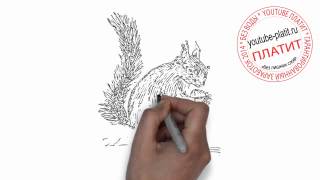 Как нарисовать умную белку