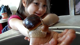 Ахатина  Achatina fulica