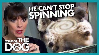 What Is Causing This Dog To Keep Spinning? |  It's Me or The Dog