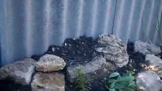 Как самому сделать альпийскую горку. Альпинарий. Часть первая.