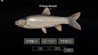?Русская рыбалка 4?  Амур,Лещ Фарм на Озере Медвежье