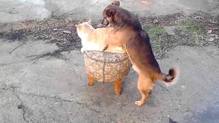 Animal Matings With Other Animal: Super Cat With Dog Matings Funny Compilation Video
