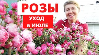 Мои королевишны РОЗЫ. Уход во второй половине лета.