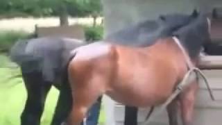 Mating Horses Mating ~ How A Male Horse React with Virgin Mare