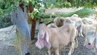 20 Sargodha Nasal Ki Kajli Sheeps Breed In Lower Punjab