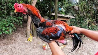 Mais Uma Ninhada de Pintinhos Filhos do Meu Galo TOP