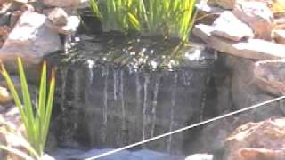Nevada Koi Pond