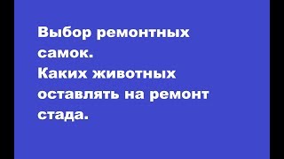 Выбор ремонтного поголовья. Каких самок оставлять на ремонт?