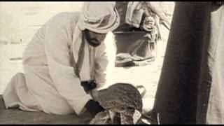 عيال الصقور ما تبور عن الشيخ زايد شهادة الوالد اليبهوني رحمهما الله A FALCON WILL NOT BREED A DOVE
