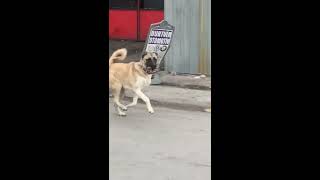 KANGAL (ZALIM VS PİTBULL)