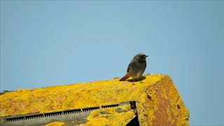 Black Redstart - around Shelly Beach apartments Exmouth 3/12/2019