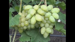 Очень ранние сорта винограда 2019. Сицилия и Мускат диевский