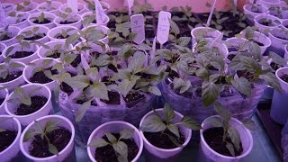 ОБЗОР  РАССАДА ПЕРЦЕВ на 5,6,7 ДЕНЬ  Часть 4