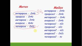 Задача части С ЕГЭ Биология   2017. Митоз. Мейоз