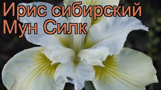 Ирис сибирский Мун Силк (iris sibirica) ? ирис Мун Силк обзор: как сажать рассада ириса Мун Силк