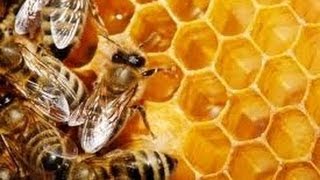 MIEL DE ABEJA Y SUS BENEFICIOS
