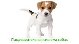 Пищеварительная система собак.  Ветеринарная клиника Био-Вет.