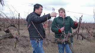 Весення обрезка винограда в феврале. Краснодарский край