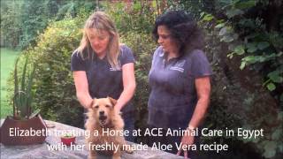 The beneficial uses of Aloe Vera for skin conditions in animals