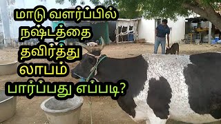 மாடு வளர்ப்பில் நஷ்டமாகாமல் லாபம் பார்ப்பது எப்படி?