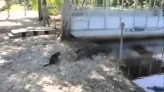 Топ 10 Самых Смешных Видео Про Котов