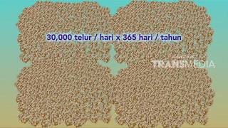 DUNIA BINATANG | RATU ANAI ANAI, SI RATU RAYAP  (27/12/17) 2-3