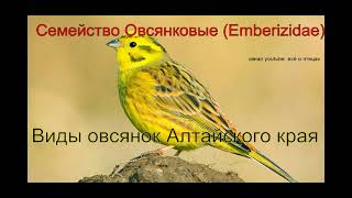 Виды овсянок Алтайского края с песней