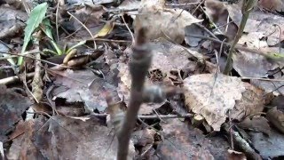 Как прижилась прививка груши по Железову 1 часть.