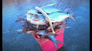 ОТЛИЧНЫЙ КЛЁВ НА ЗИМНЕЙ РЫБАЛКЕ. Поймал рыбы больше ведра)) Глухозимья у нас нет. Подлёдное видео.