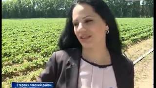 Первый урожай клубники