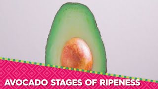 Avocados From Mexico - Avocado Stages of Ripeness