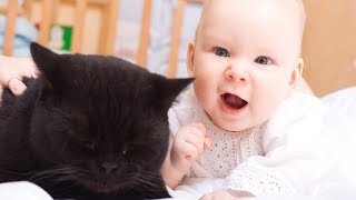 Funny Babies Laughing Hysterically at Cats Compilation Funny Baby and Cat Video
