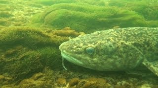 Ока Подводная охота Александр Кочубей