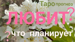 Таро прогноз ЛЮБИТ или НEТ? EГО ЧУВСТВА и ЧТО ОН ПЛАНИРУЕТ Онлайн гадание на картах Таро asmr видео