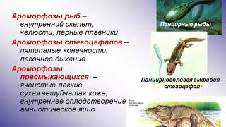 Развитие жизни в архее, протерозое, палеозое