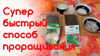 ?Супер быстрый способ проращивания мелких семян сельдерея, моркови, лука, петрушки, фенхеля?