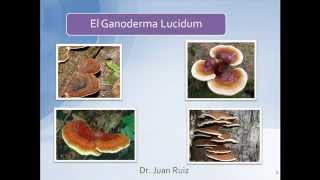 Beneficios del Ganoderma Lucidum, Reishi, Linghzi