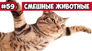 Смешные животные - прыжок кота | Bazuzu Video ТОП подборка октябрь 2017