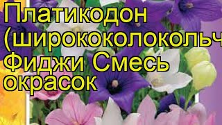 Платикодон Фиджи Смесь окрасок. Краткий обзор, описание характеристик, где купить семена